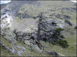 Click on one of the size names above to enlarge this image